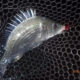 浜名湖のチニング16回目