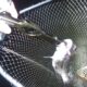 浜名湖のチニング20回目