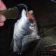 浜名湖のチニング22回目