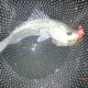 浜名湖のチニング26回目