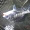 浜名湖のチニング27回目