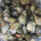 三河湾のアサリをいただく