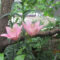 ゆりの花が咲いた