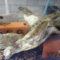 ハゼを飼う満足感
