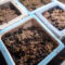 水草が4日目で発芽