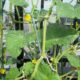 キュウリはどこまでなり続けられるか？に興味津々